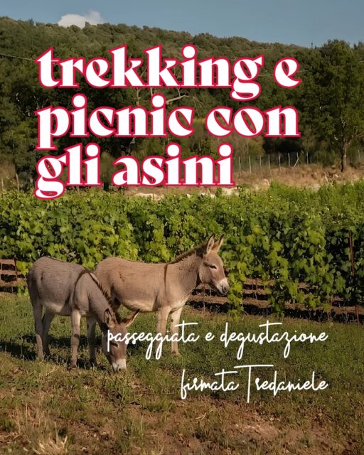 Un trekking tra i panorami del Cilento, accompagnati da una guida e da simpatici asinelli! 🫏 🌿

E una volta arrivati in cima?
Un picnic con un cestino pieno di specialità del territorio e un buon calice di vino Tredaniele🍷 

Gli ingredienti giusti per una giornata perfetta✨ 

👉🏼 Scopri l’esperienza al link in bio! 

#ohmybob #cosedafare #trekking #picnic #napoli