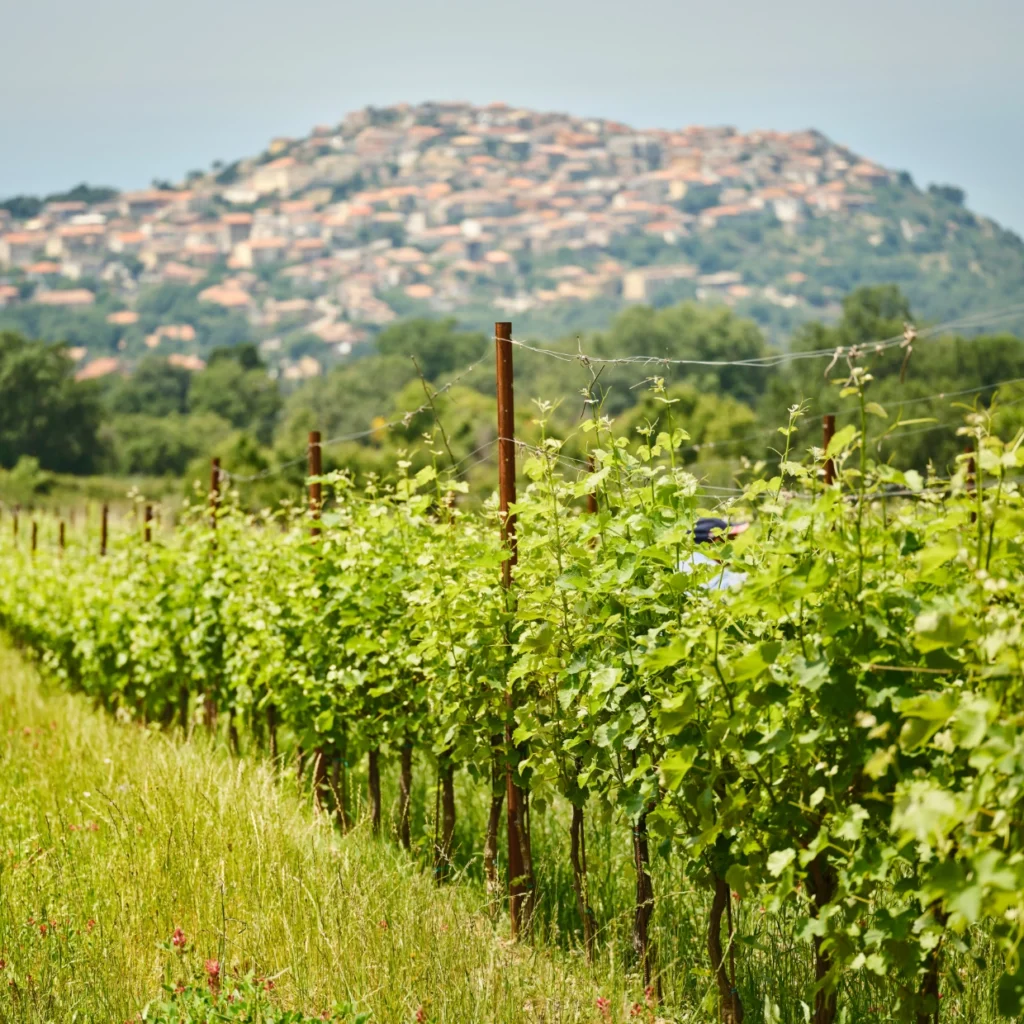 E-Bike e picnic tra i sentieri del Cilento