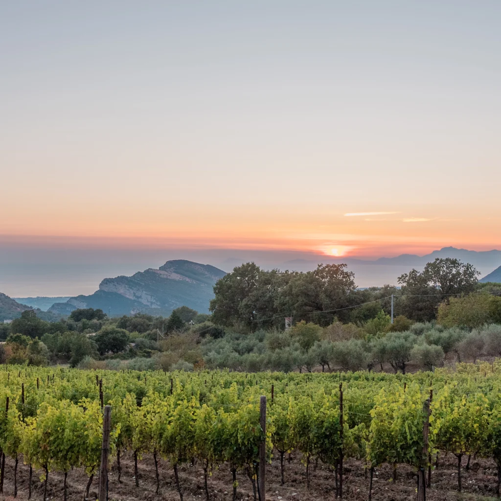 Dipingere in vigna al tramonto