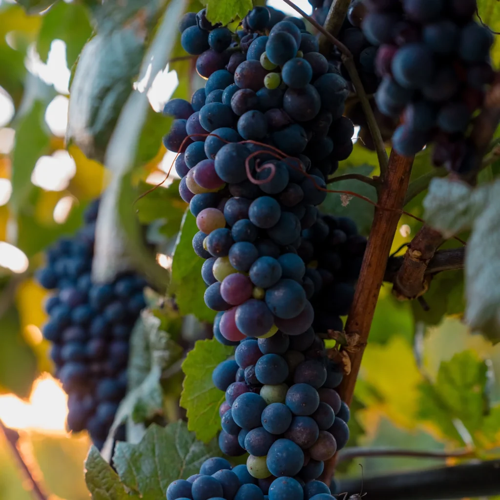 Dipingere in vigna al tramonto