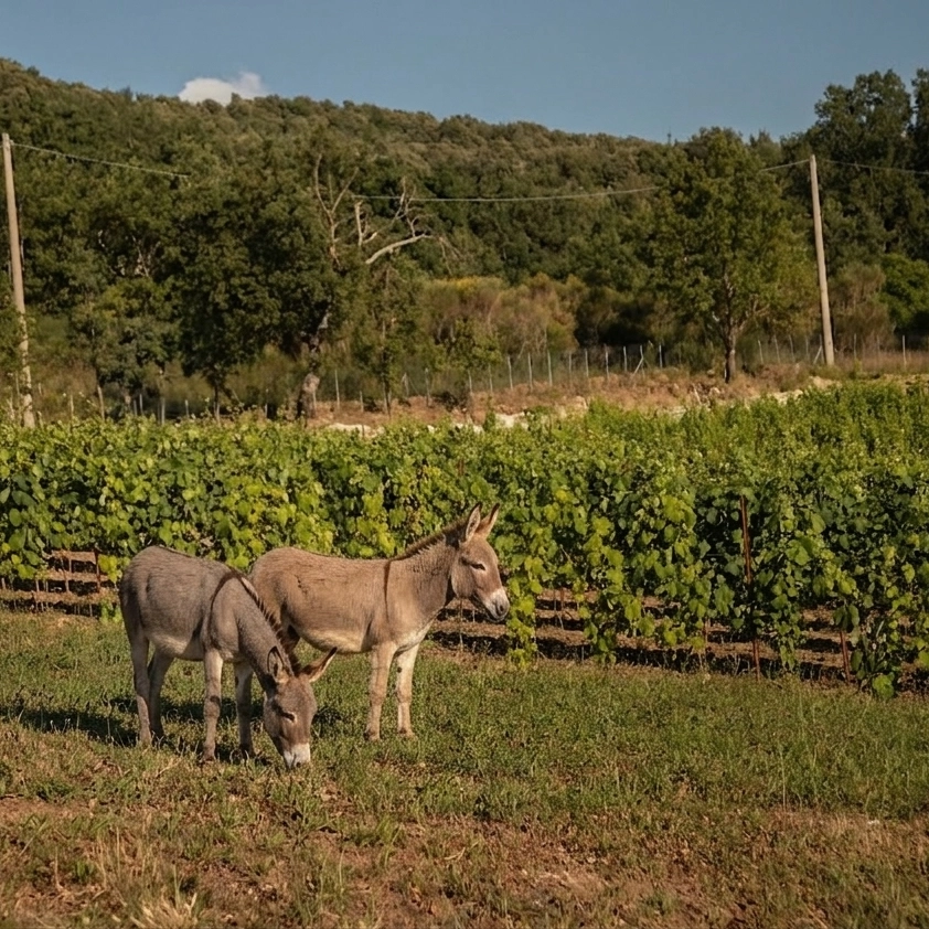 Trekking e picnic con gli Asini